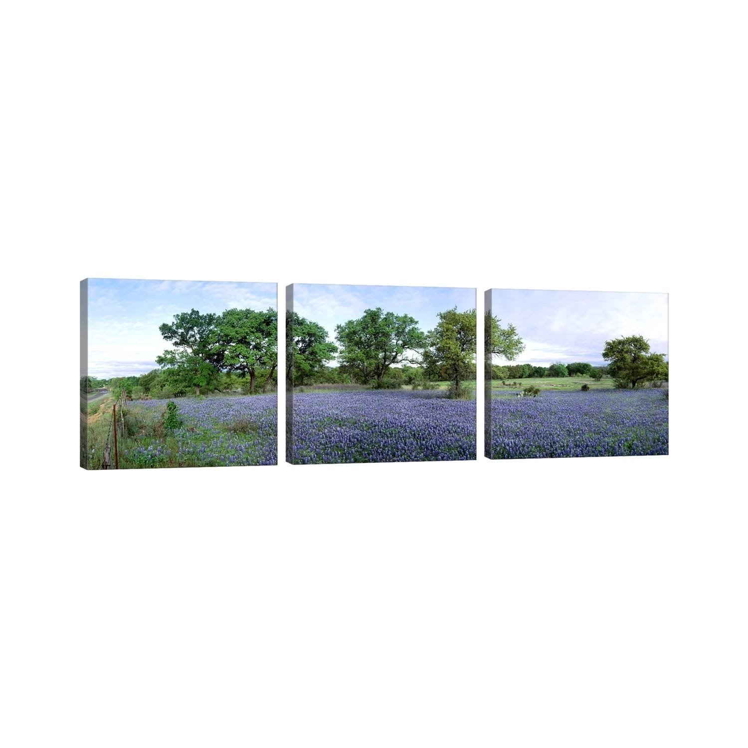 iCanvas "Field Of Bluebonnets, Hill County, Texas, USA" by Panoramic Images 3-Piece Canvas Wall Art Set