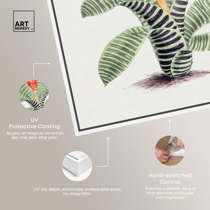 Tillandsia Musaica Plant Canvas by Art Remedy