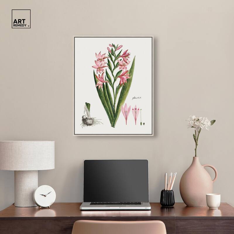 Gladiolus Carneus Canvas by Art Remedy