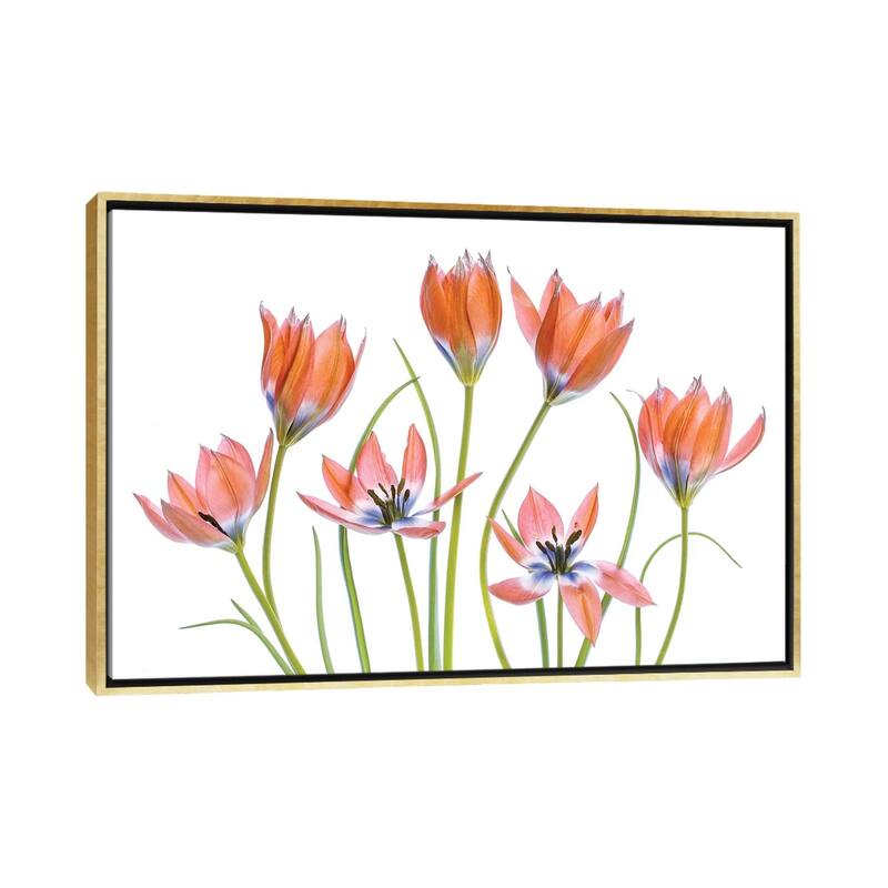 iCanvas "Apricot Tulips" by Mandy Disher Framed - Gold - 26x40