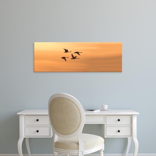 Easy Art Prints Panoramic Image 'Trumpeter Swans, Riverlands Migratory, West Alton, St. Charles, Missouri' Canvas Art