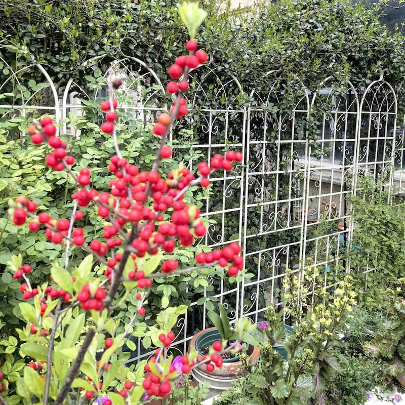86.7'' x 19.7'' Garden Trellis for Garden Plants