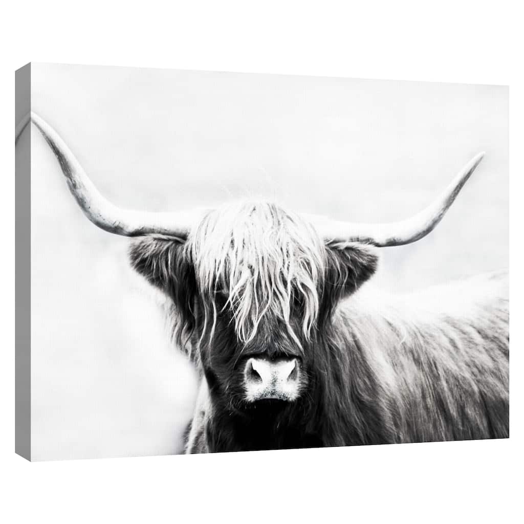 Highland Longhorn by Danita Delimont Canvas Art Print