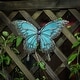 preview thumbnail 2 of 6, Blue Butterfly Glass and Metal Outdoor Wall Decor