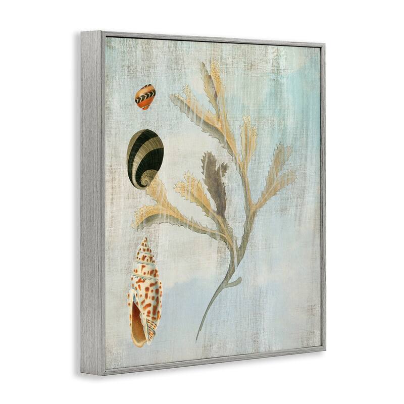 Stupell Mixed Seashells & Coral Framed Giclee Art Design By Susan Arnot