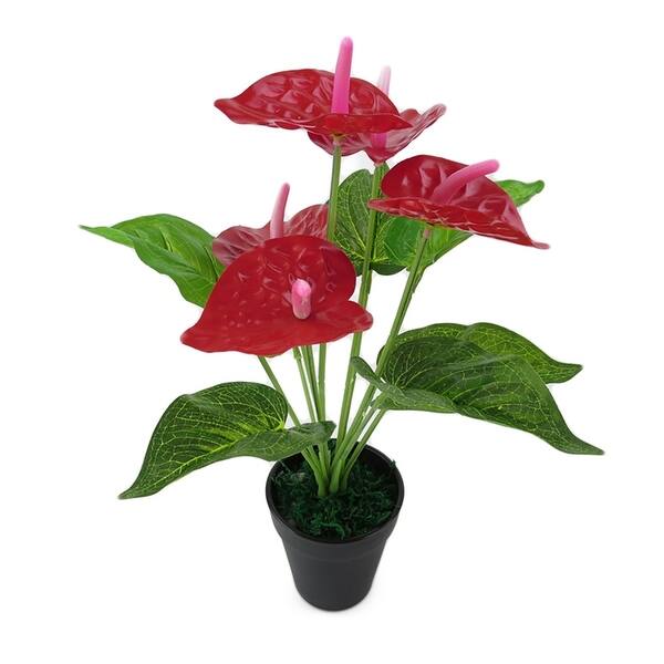 smallest elephant ear plant Dwarf Elephant Ear Alocacia calicora – Plant Bar HI