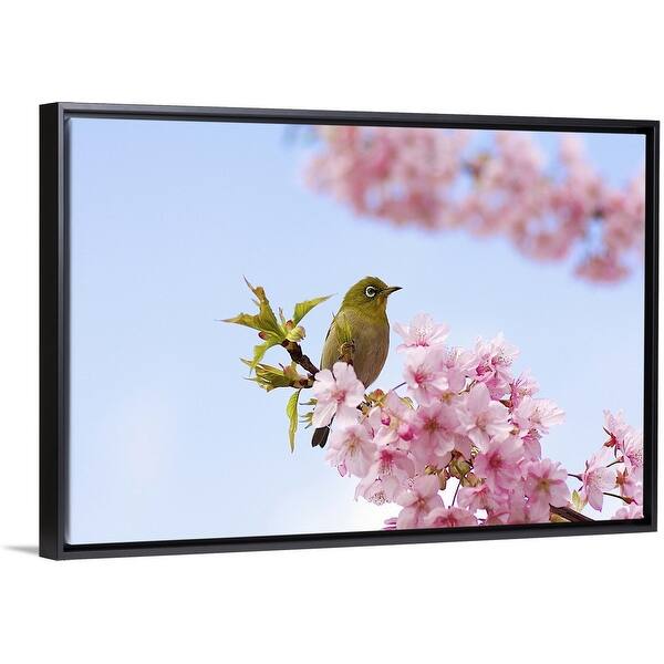 Shop Japanese White Eye Bird On Cherry Blossom With Blue Sky