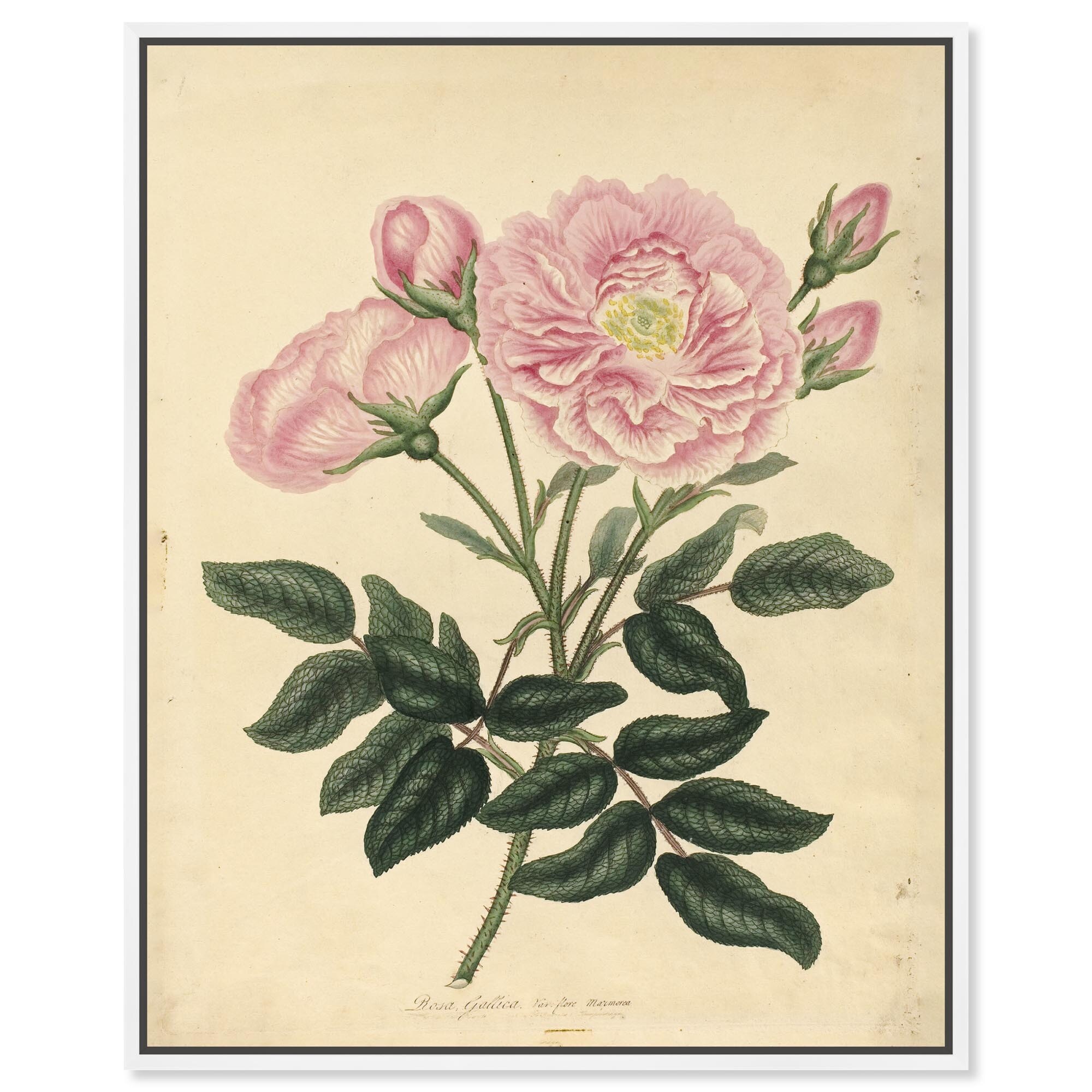 French Rose Canvas by Art Remedy