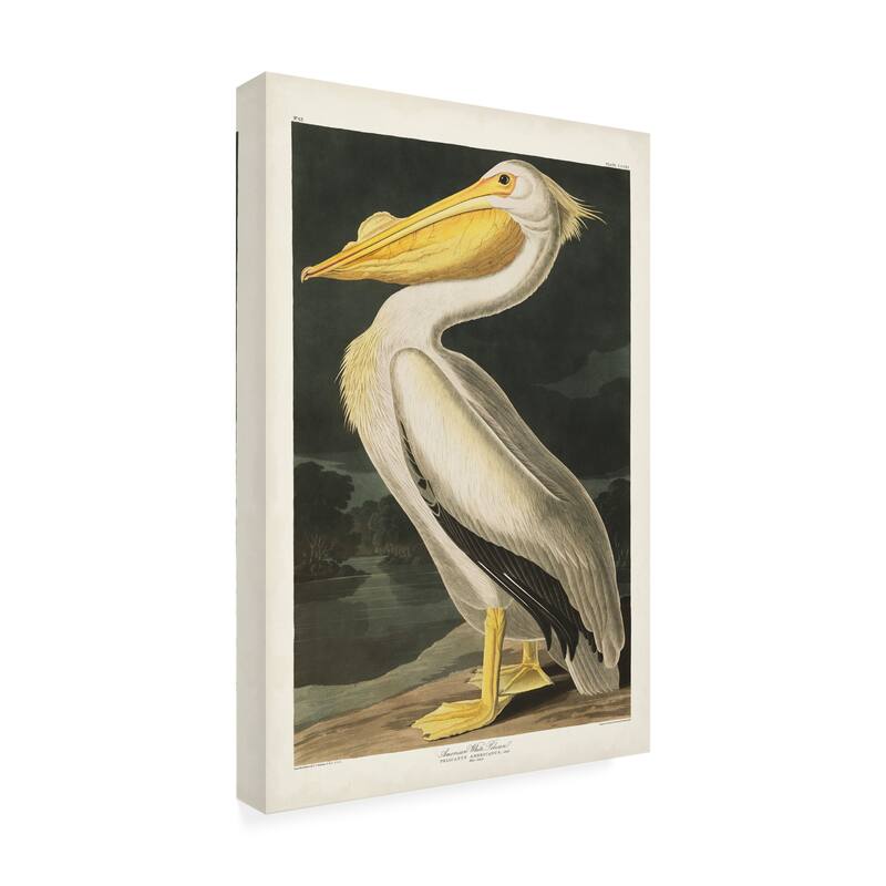John James Audubon 'American White Pelican' Canvas Art