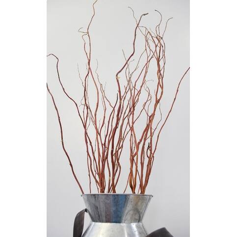 Shop Fresh Natural Curly Willow Branches Long Stem About 10 Fresh