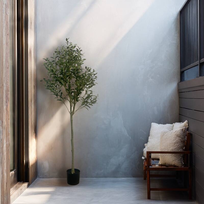Olive Tree used in garden and outdoor, backyard