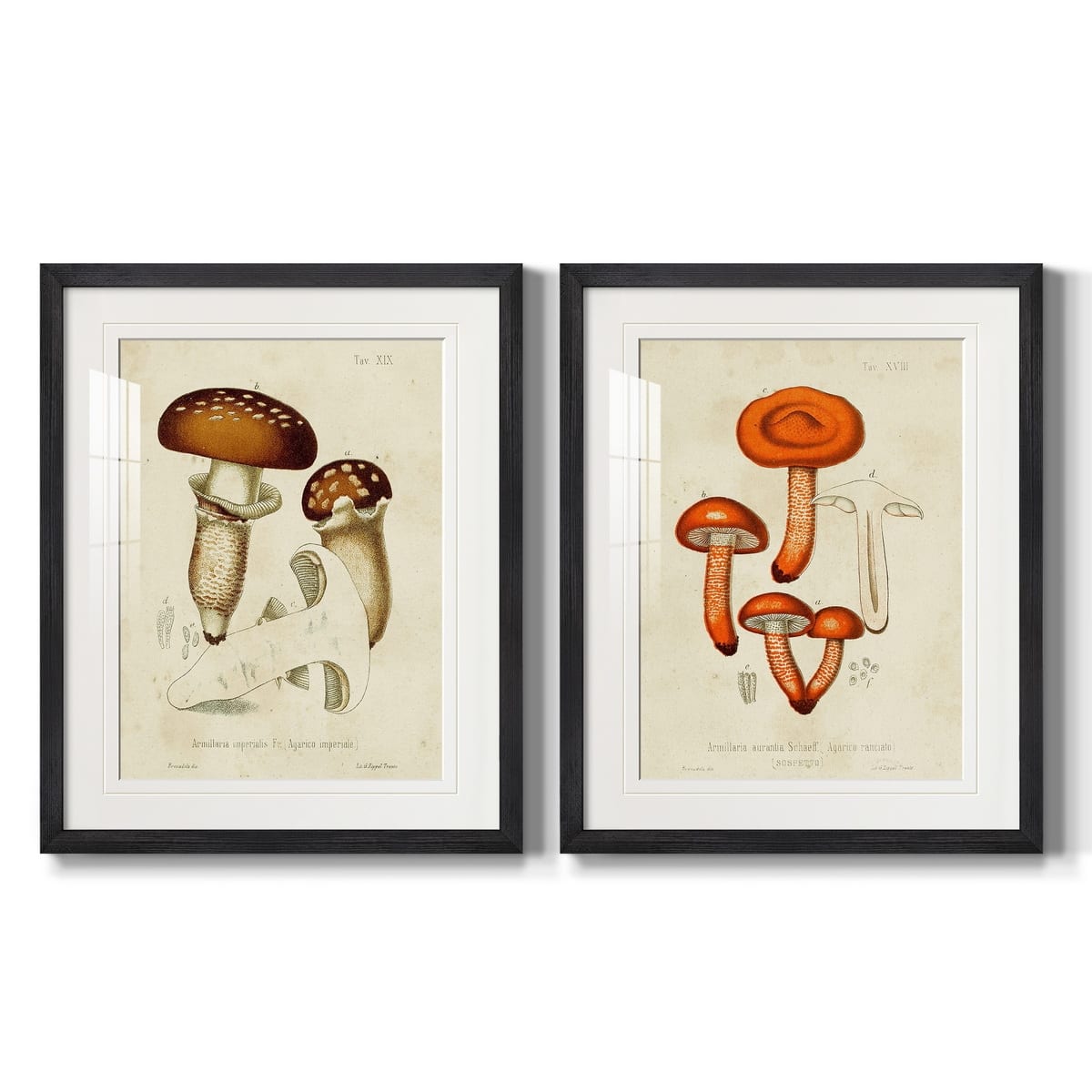 Mushroom Varieties III Premium Framed Print - Ready to Hang - Multi ...