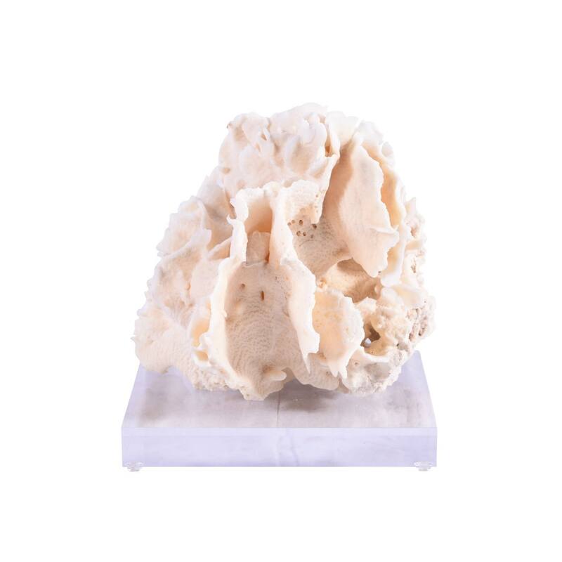 Cactus Coral 7-10 Inch On Acrylic Base