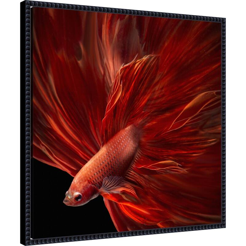 Red Fire Betta fish by Antonyus Bunjamin Framed Canvas Wall Art Print