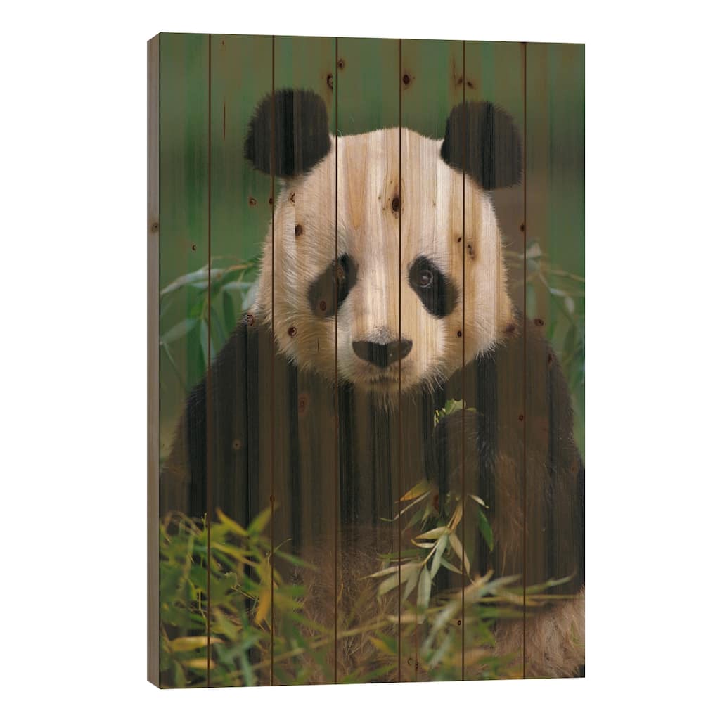 Giant Panda Eating Bamboo, China Print On Wood by Gerry Ellis - Multi-Color