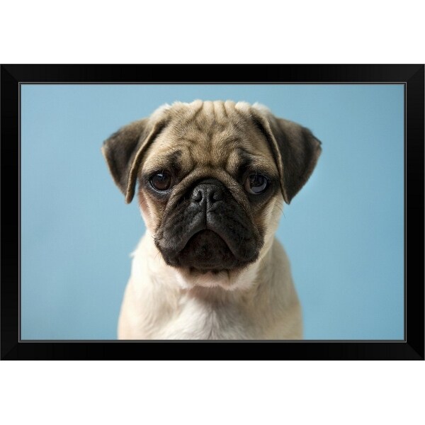 "Pug puppy against blue background" Black Framed Print