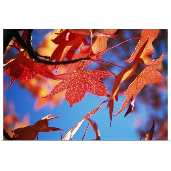 "Autumn Color Maple Tree Leaves" Poster Print