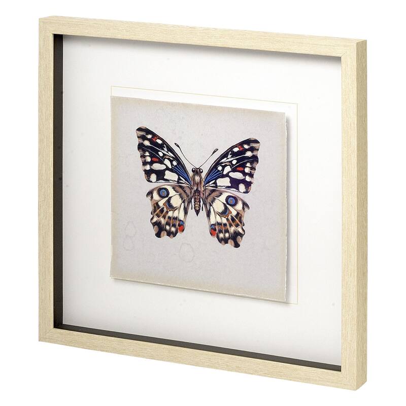 Butterfly Study II Framed Art Print