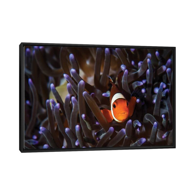 iCanvas "A Clownfish In An Anemone, North Sulawesi, Indonesia" by Brook Peterson Framed - Black - 26x40