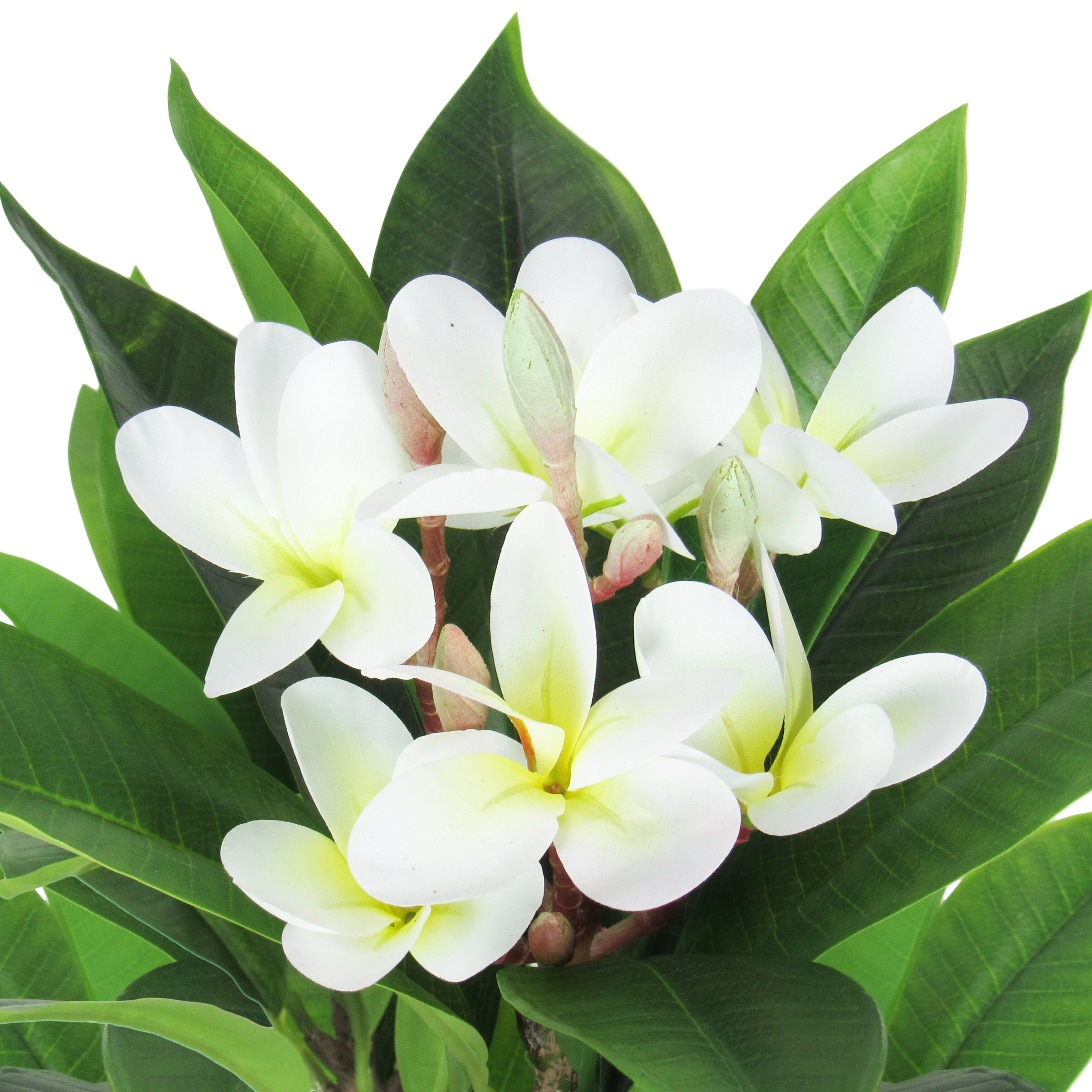 2.25ft Cream Artificial Plumeria Flower Tree Tropical Plant in Black
