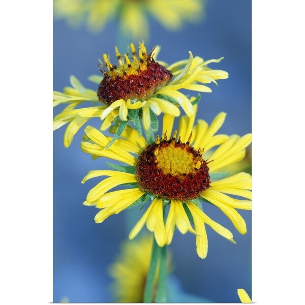 "Yellow Flowers In Bloom" Poster Print