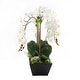 Cream White Real Touch Phalaenopsis Orchids in Modern Black Pot - Bed ...