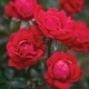Van Zyverden Roses The Knockout Double Red 1 Root Stock - Bed Bath ...