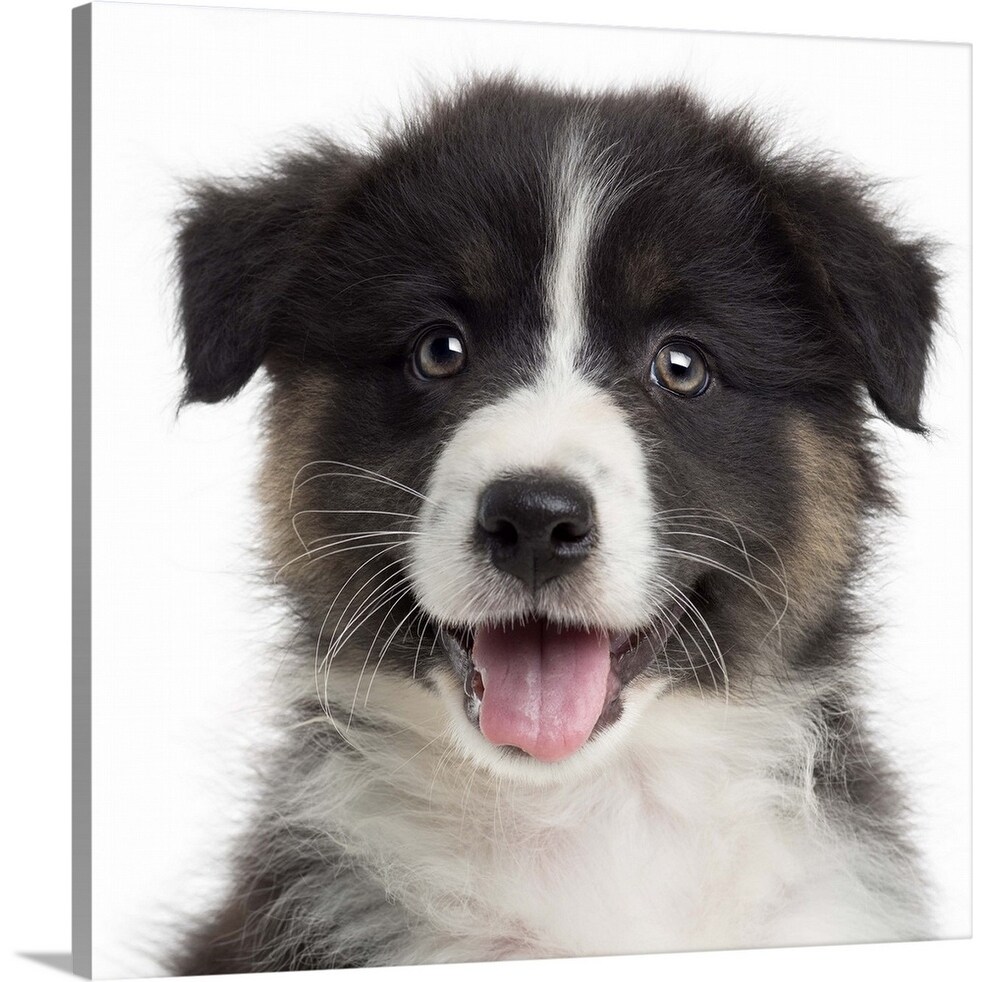 australian shepherd wall art