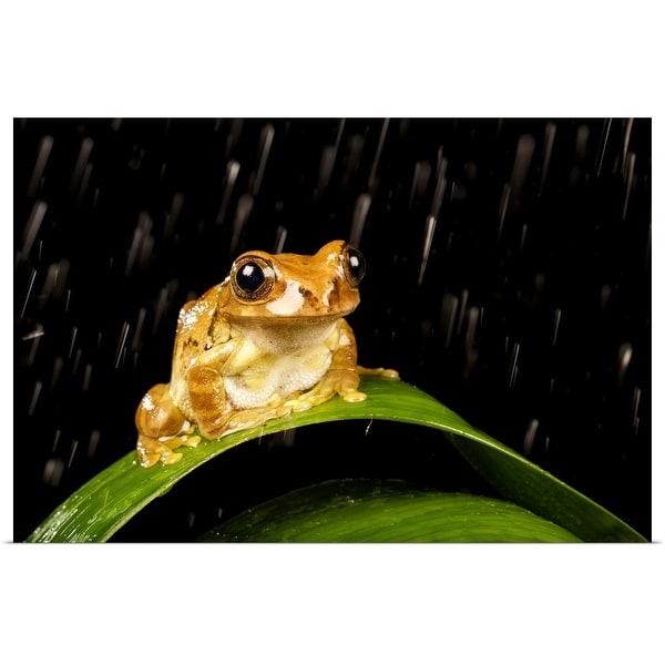 "Tree frog on plant at night in rain." Poster Print