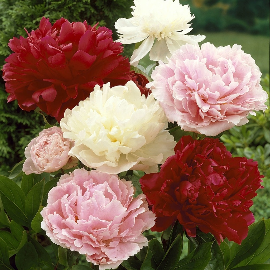 Van Zyverden Peonies Mixed Colors Set of 6 Roots