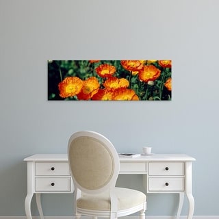 Easy Art Prints Panoramic Images's 'Poppies in bloom, Japan' Premium Canvas Art