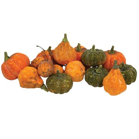 16/Pkg Colorguard Pumpkins & Gourds