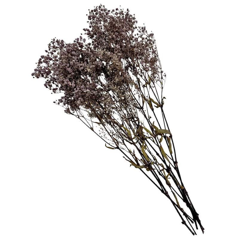 Bundle of 4 Preserved Gypsophila, Baby's Breath,24" long - 24 inch