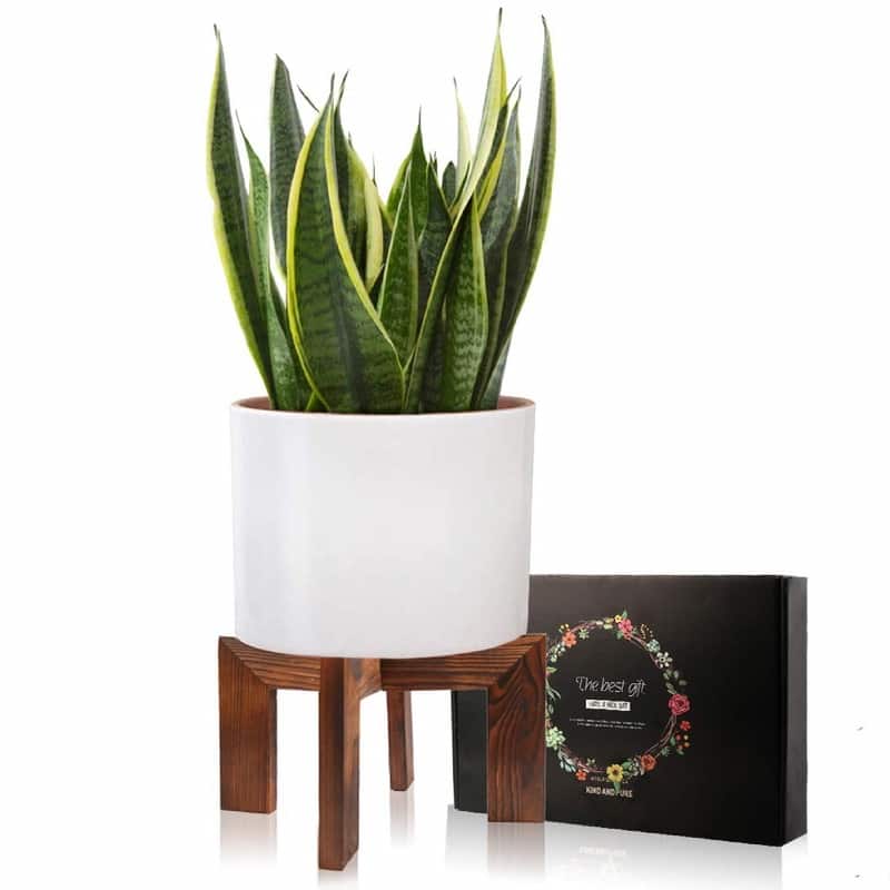 Wood Plant Stand - 11.8 x 11.8 x 7 inches