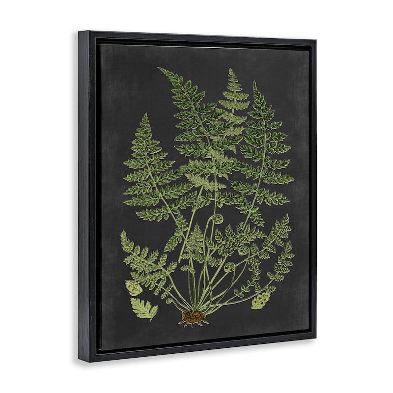 Stupell Botanical Drawing Green Black Design Floater Frame