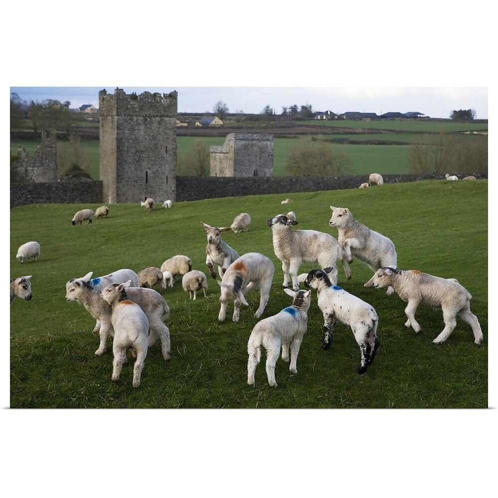 Get Wallpaper Shop Gambolling Lambs Kells Monastry County Kilkenny Ireland For iPhone Free
