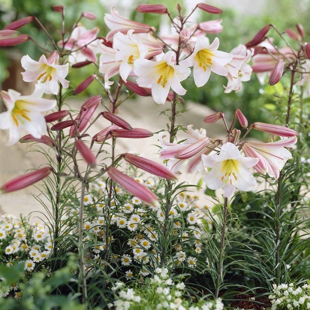 Van Zyverden Lilies Regale Set of 5 Bulbs - Bed Bath & Beyond