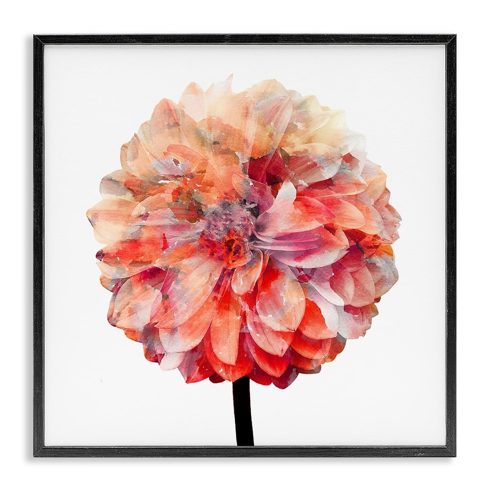 Stupell Bright Coral Watercolor Bloom Dahlia Flower Framed Art, 12 x 12, Design By Artist Kimberly Allen - Multi-Color