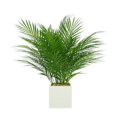 Areca Palm in a Square Pot with Rocks and Water - Green