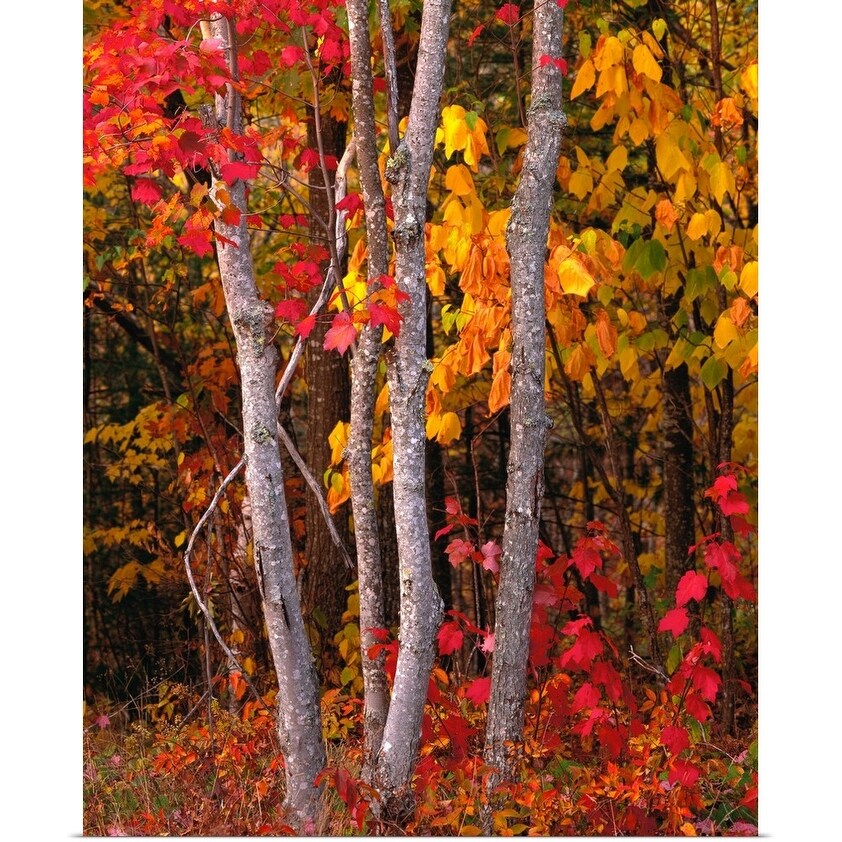 Shop Maine Autumn Maple Trees Poster Print Overstock 16873962