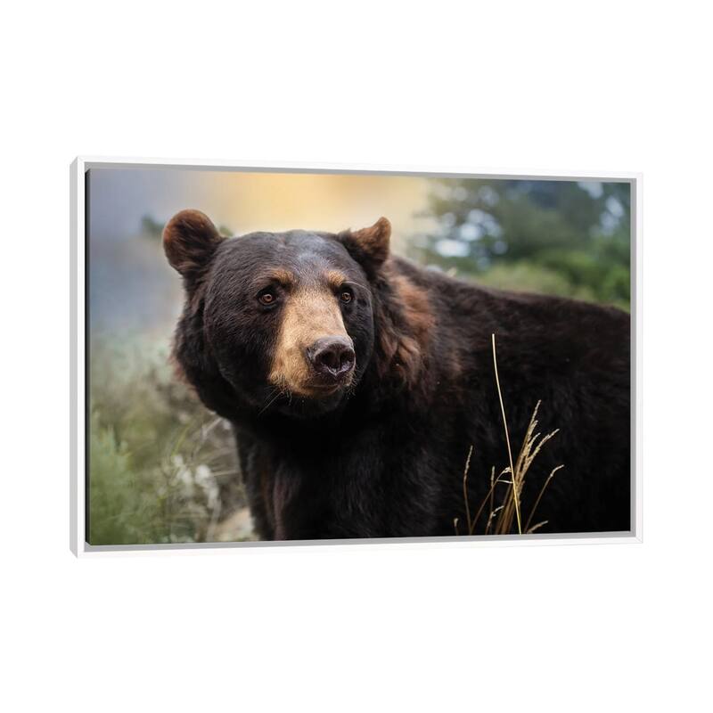 iCanvas "Montana Black Bear" by Patsy Weingart Framed - White - 26x40