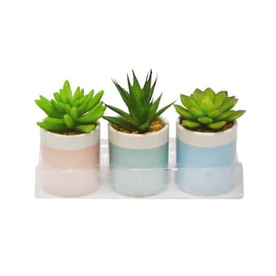 3.5" Assorted Succulents in a colorful round vase (Pack of 3)