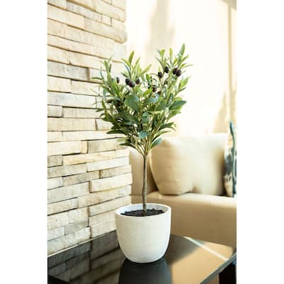 28" Olive Tree in 7.25" Cement Pot,Gray - ONE-SIZE