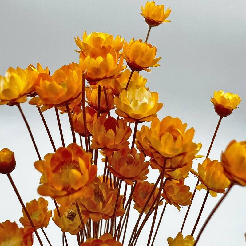 Bundle of 4 Preserved Little Star Flower,16-20" long - 16-22 inch