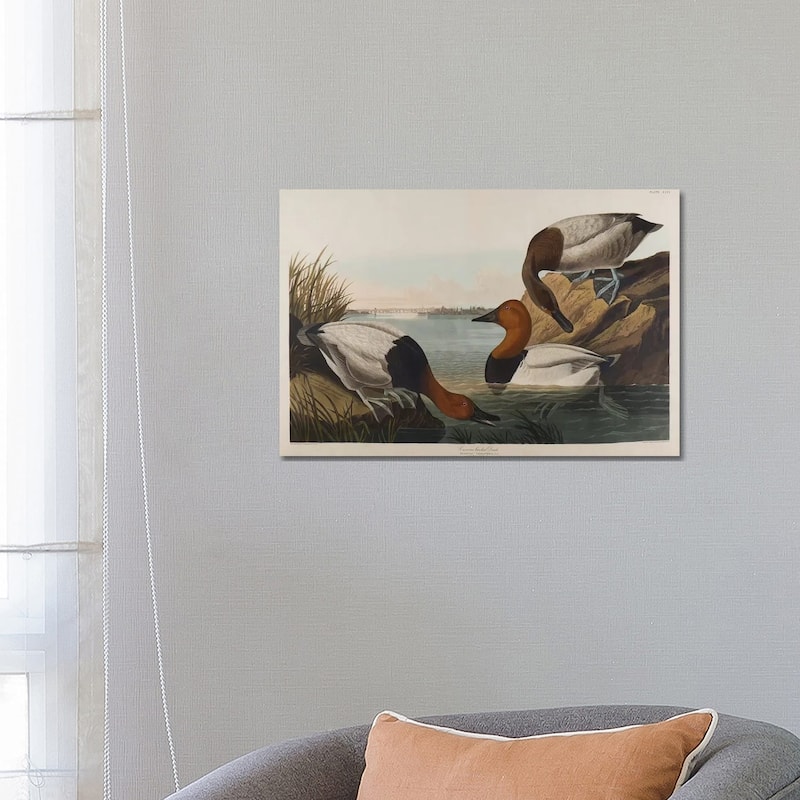 iCanvas "Canvas Backed Duck, 1836" by John James Audubon Canvas Print - 18x26x1.5