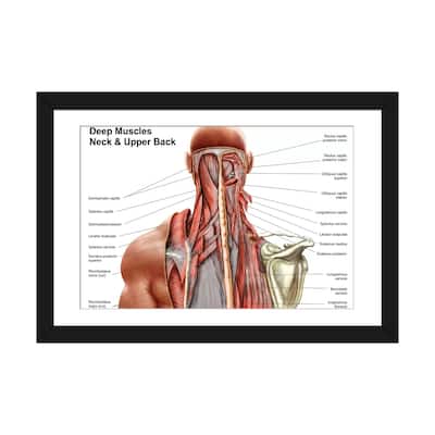 iCanvas "Human Anatomy Showing Deep Muscles In The Neck And Upper Back" by Stocktrek Images