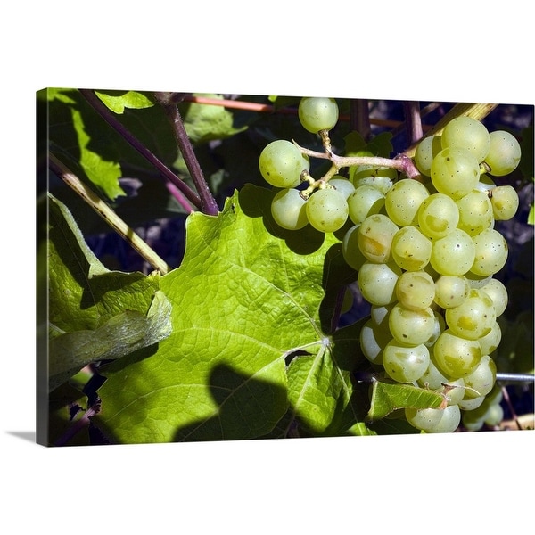 "Grapes on the vine" Canvas Wall Art