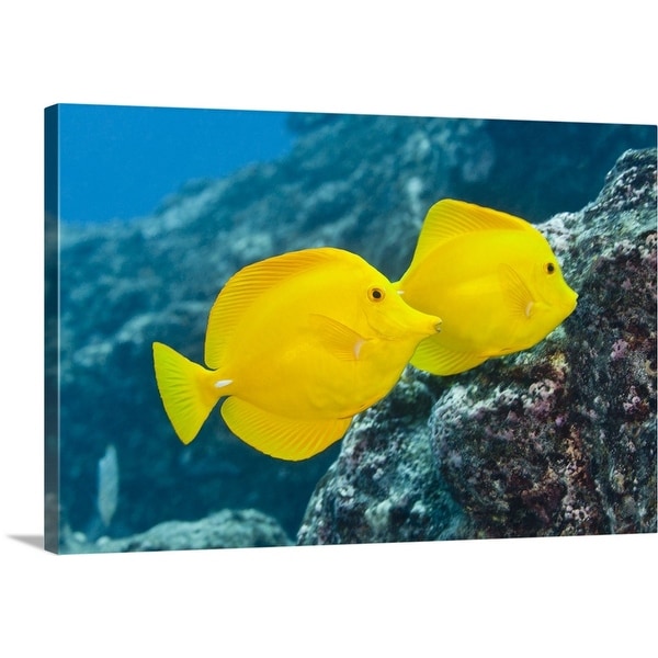 A Pair Of Yellow Tangs Swimming Over A Tropical Coral Reef Pacific Ocean Hawaii Usa Multi Color