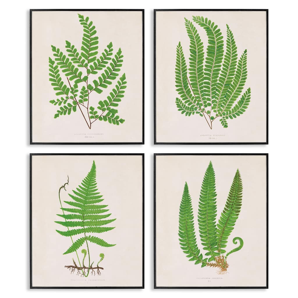 Stupell Subtle Green Fern Branches Framed Giclee Art Design By Phillipa Katz (Set of 4)