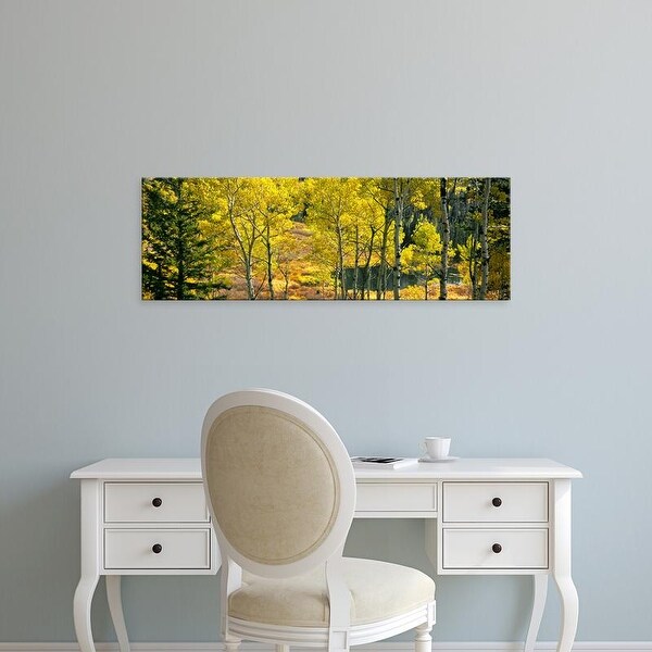 Easy Art Prints Panoramic Images's 'Aspen grove, Moose Ponds, Grand Teton National Park, Wyoming, USA' Canvas Art
